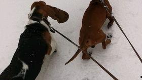 老狗网红爆料视频,揭秘娱乐圈幕后真相